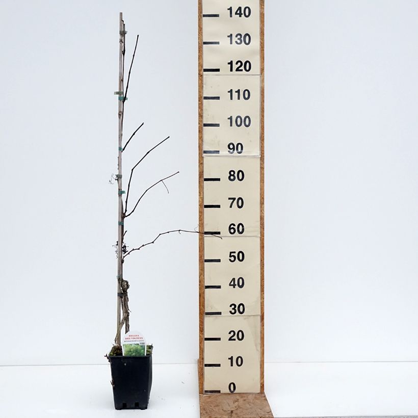 Vitis vinifera Regina dei Vigneti - Grape vine 1.5L/2L pot sample as delivered in winter