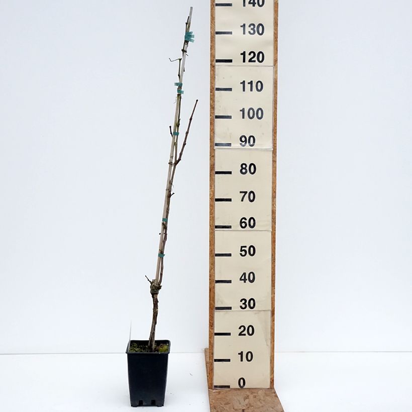 Vitis vinifera Regina Nera - Grapevine 1.5L/2L pot sample as delivered in winter