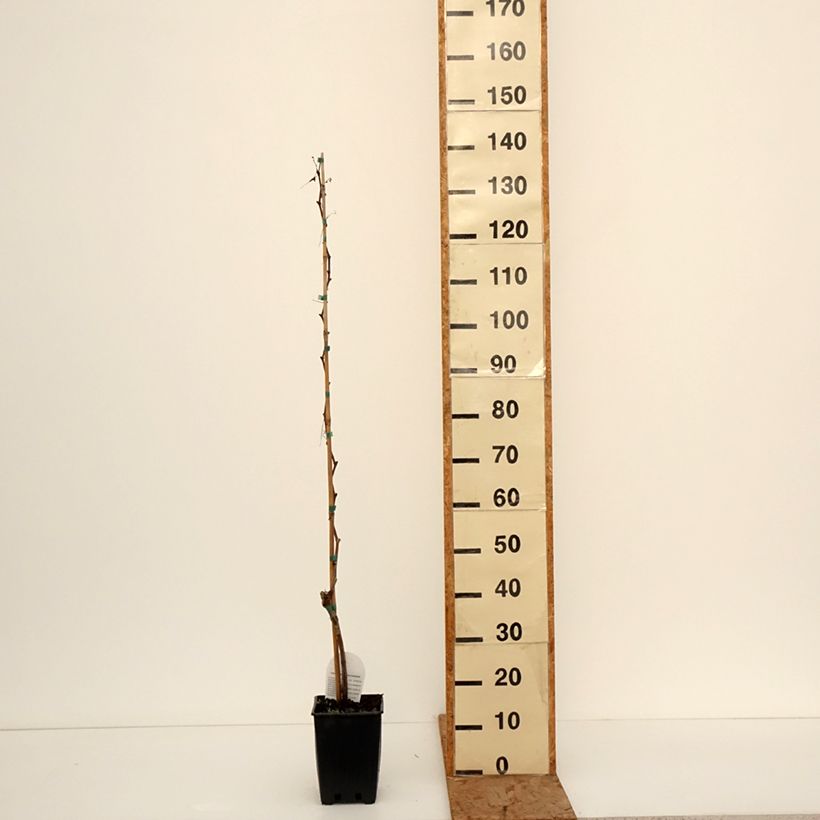 Vitis labrusca x vinifera Topazia - Dessert Grape 3L/4L pot sample as delivered in winter