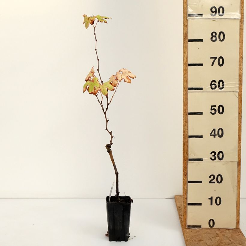 Vitis vinifera Dolcetto - Grape vine 1.5L/2L pot sample as delivered in autumn