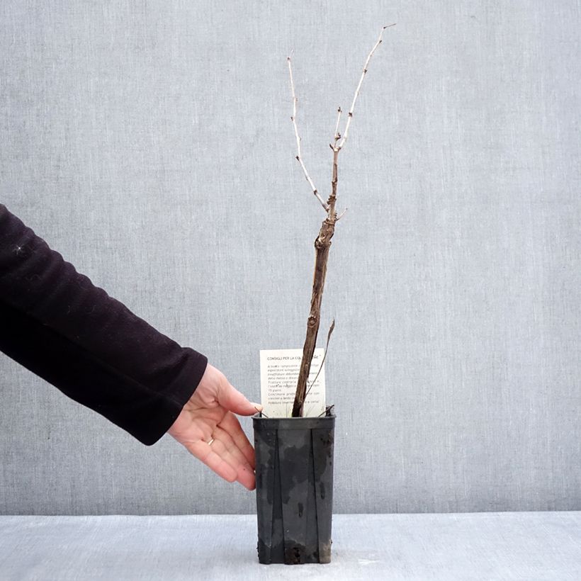 Vitis vinifera Dolcetto - Grape vine 1.5L/2L pot sample as delivered in winter