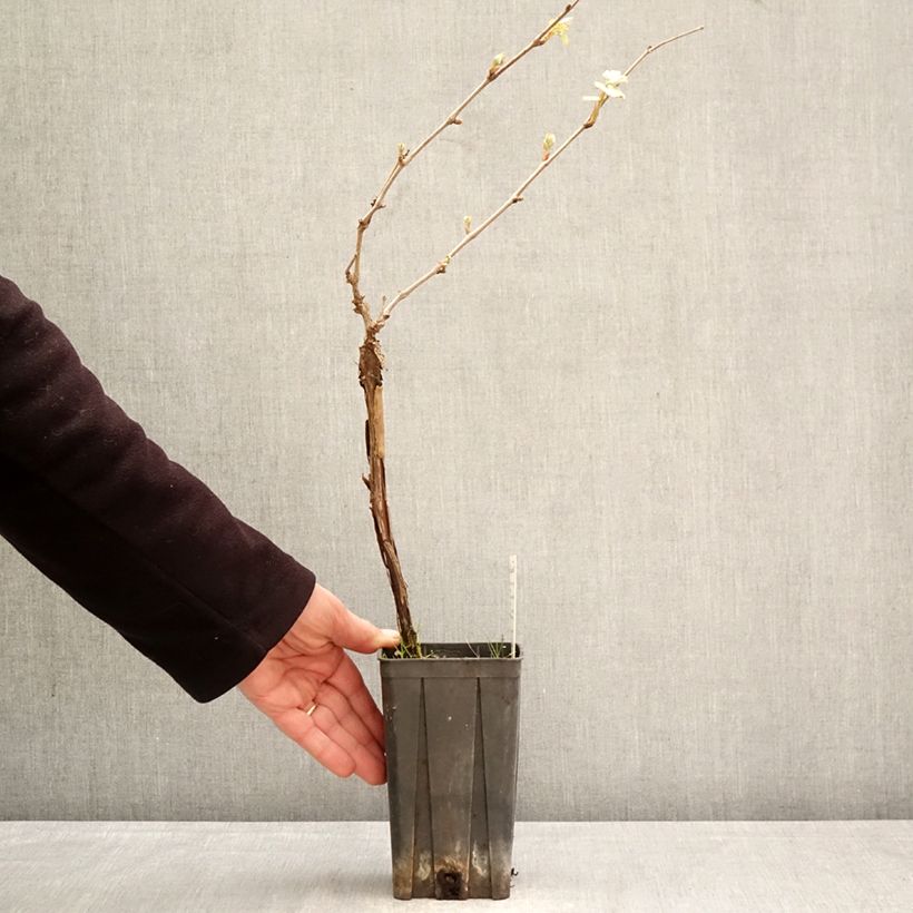 Vitis vinifera Dolcetto - Grape vine 1.5L/2L pot sample as delivered in spring