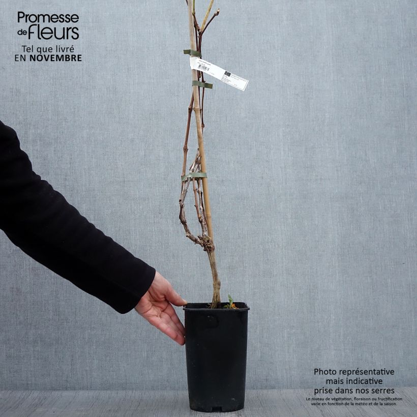 Vitis vinifera Exalta - Grape vine 2L/3L pot sample as delivered in autumn