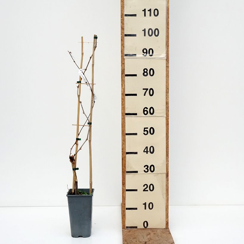 Vitis vinifera Exalta - Grape vine 2L/3L pot sample as delivered in winter