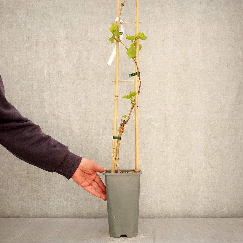 Vitis vinifera Exalta - Grape vine 2L/3L pot sample as delivered in spring