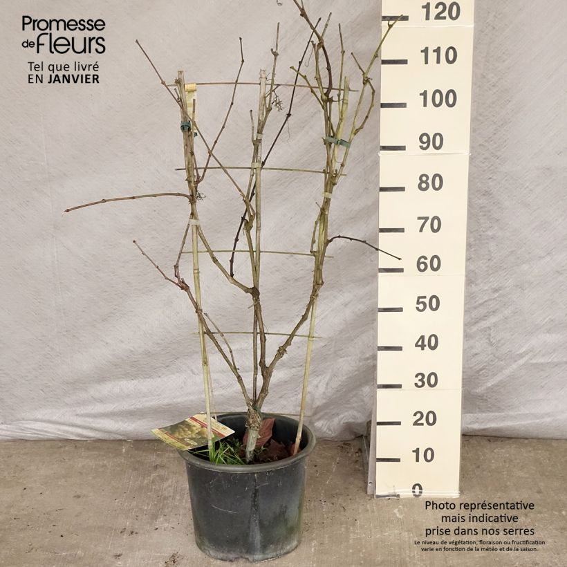 Vitis vinifera Fanny - Grape Vine 7.5L/10L pot sample as delivered in winter