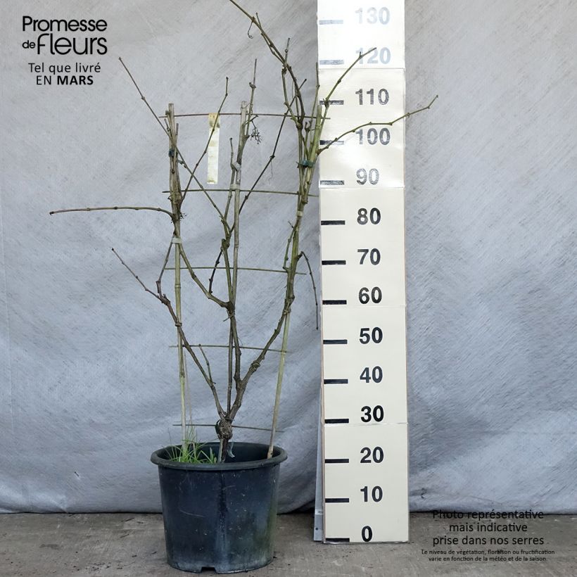 Vitis vinifera Fanny - Grape Vine 7.5L/10L pot sample as delivered in spring