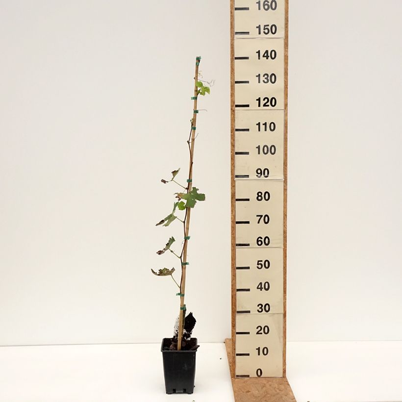 Vitis Fragola Bianca - Strawberry vine 1.5L/2L pot sample as delivered in autumn