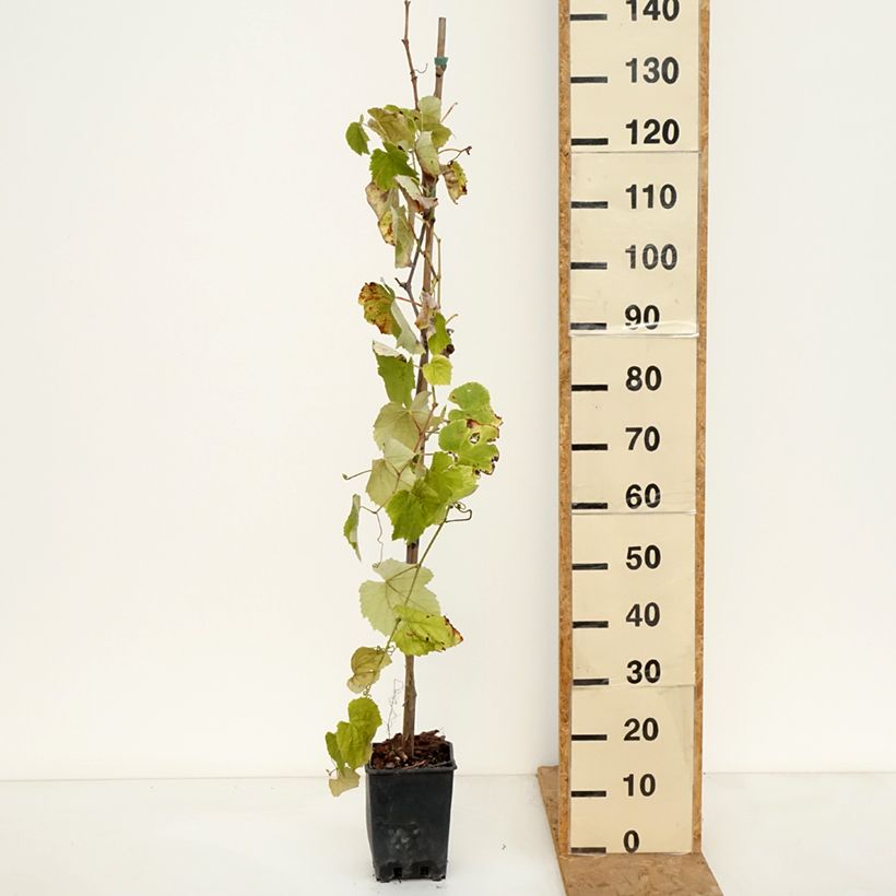 Vitis labrusca x vinifera Fragola Nera Précoce - Dessert Grape 1.5L/2L pot sample as delivered in autumn