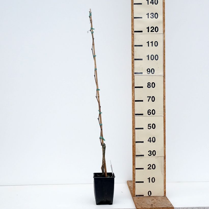 Vitis labrusca x vinifera Fragola Nera Précoce - Dessert Grape 1.5L/2L pot sample as delivered in winter