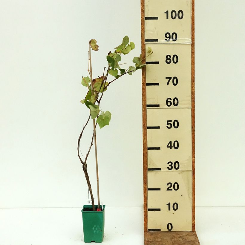 Vitis Fragola Nera - Strawberry vine 12cm pot sample as delivered in summer