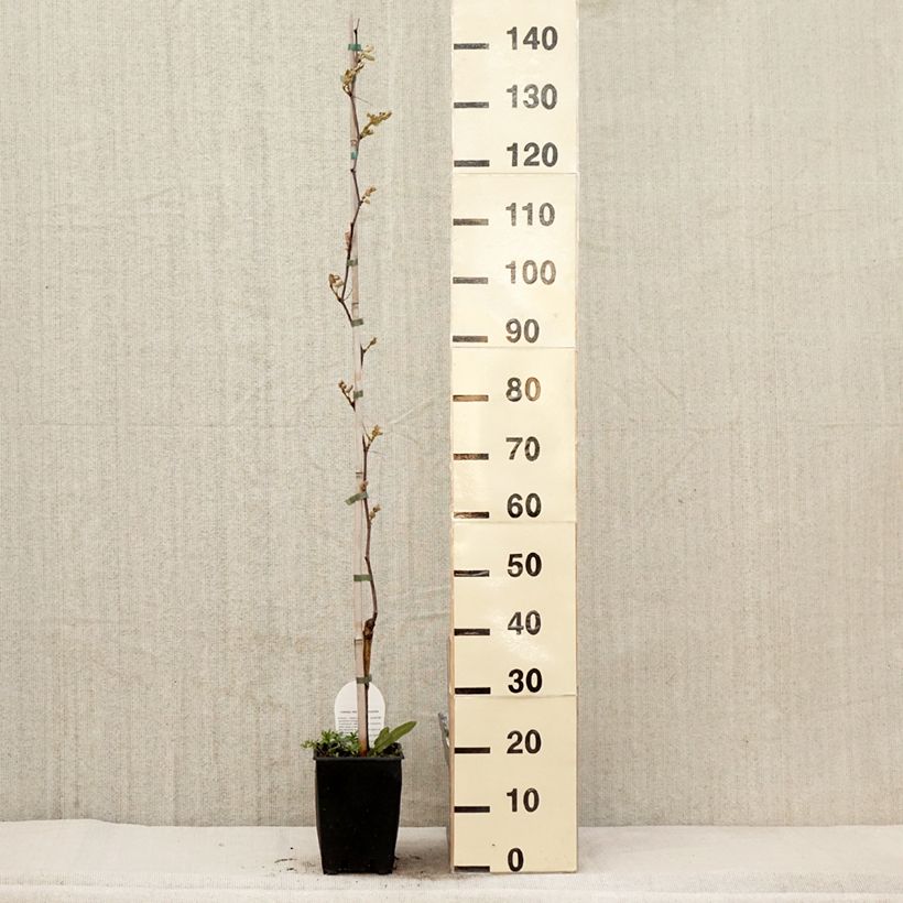 Vitis Fragola Nera - Strawberry vine 4L/5L pot sample as delivered in spring