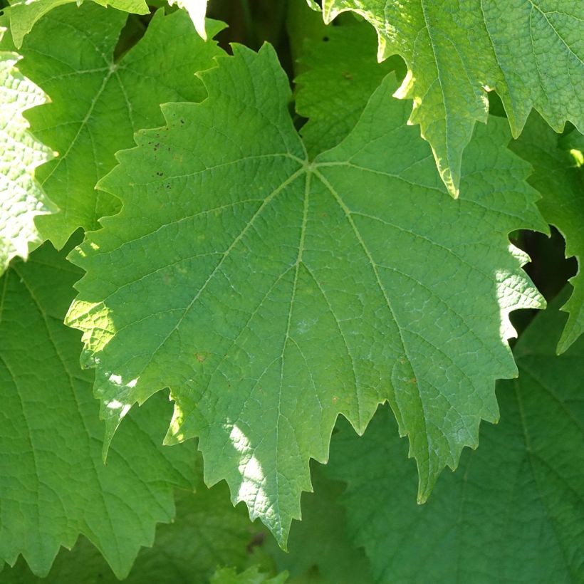 Vitis Galante - Black table grape (Foliage)