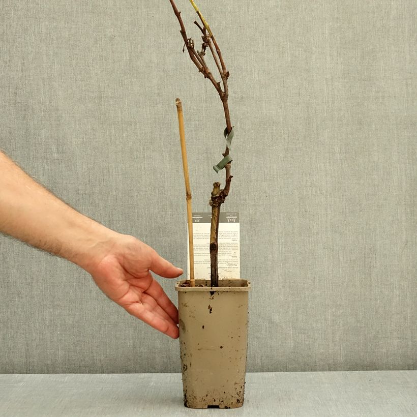 Vitis Galante - Black table grape 1.5L/2L pot sample as delivered in autumn