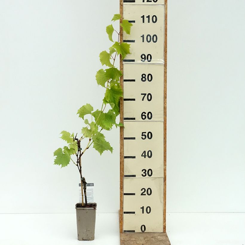 Vitis Galante - Black table grape 1.5L/2L pot sample as delivered in summer