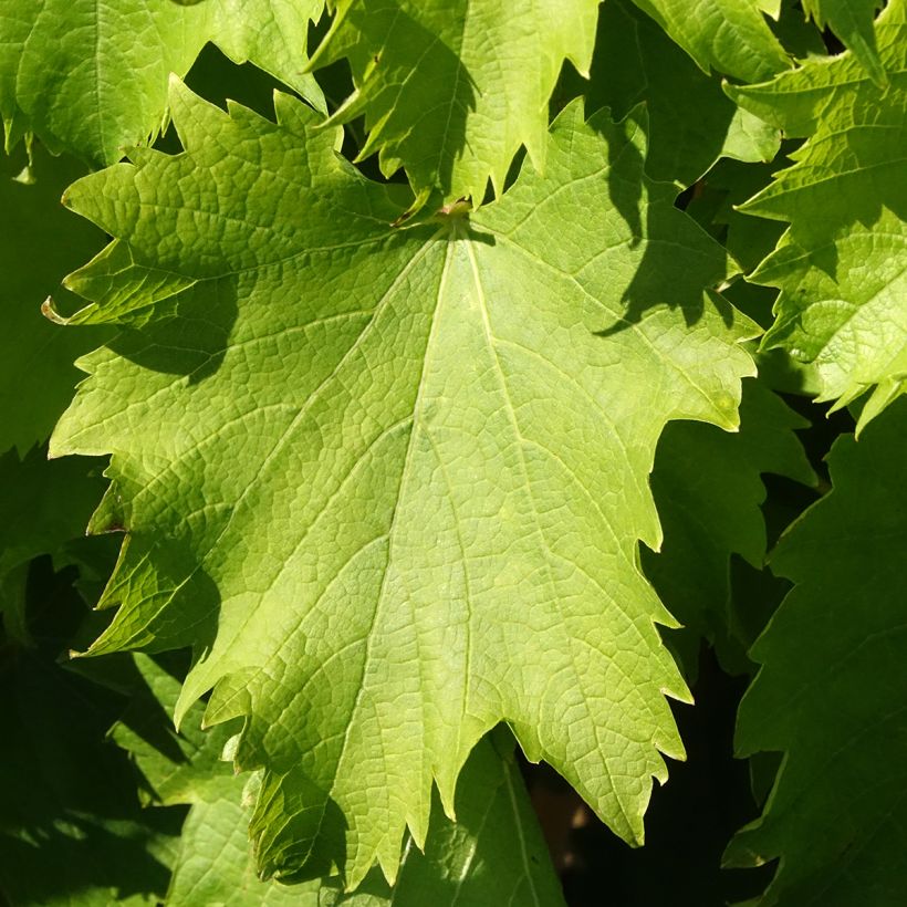 Vitis Garant - Table grape (Foliage)