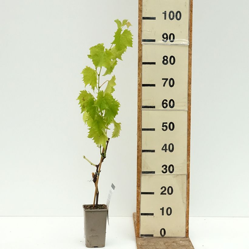 Vitis Garant - Table grape 1.5L/2L pot sample as delivered in summer