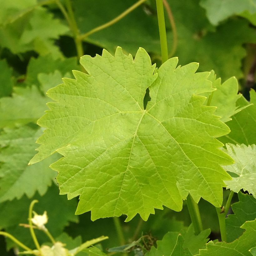 Vitis vinifera Italia - Grape vine (Foliage)