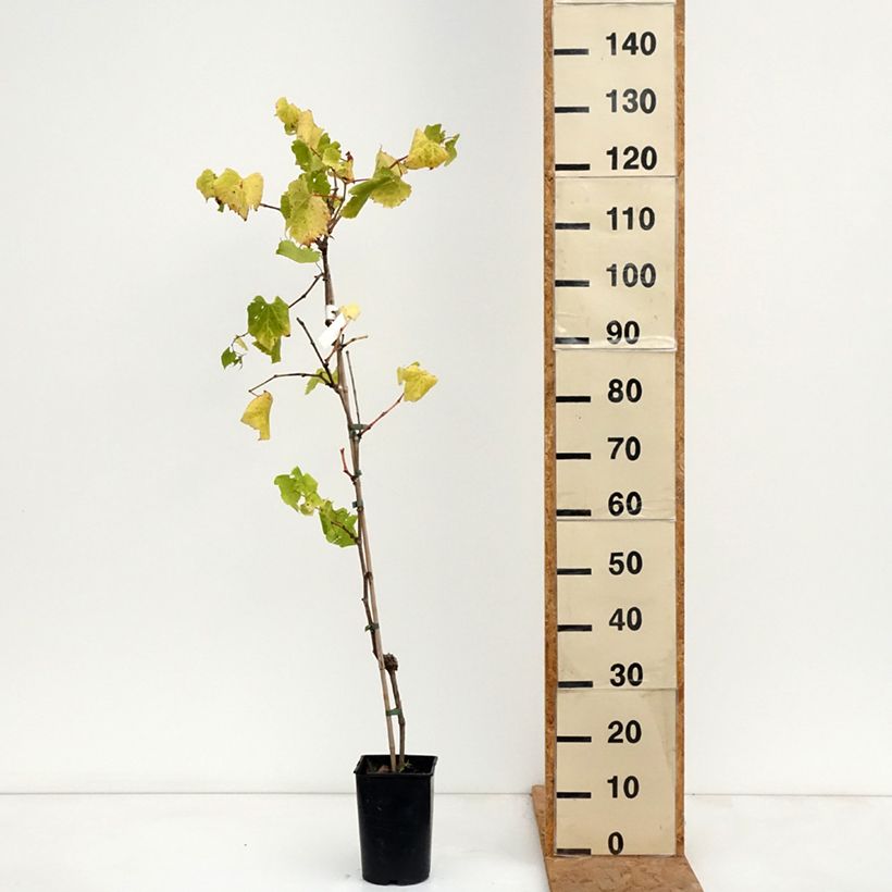 Vitis vinifera Marechal Foch - Wine and dessert grape 2L/3L pot sample as delivered in autumn