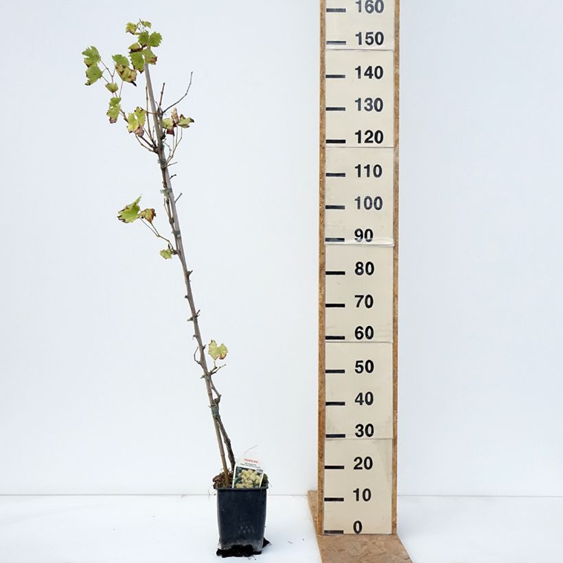 Vitis vinifera Matilde - Grape vine 3L/4L pot sample as delivered in autumn