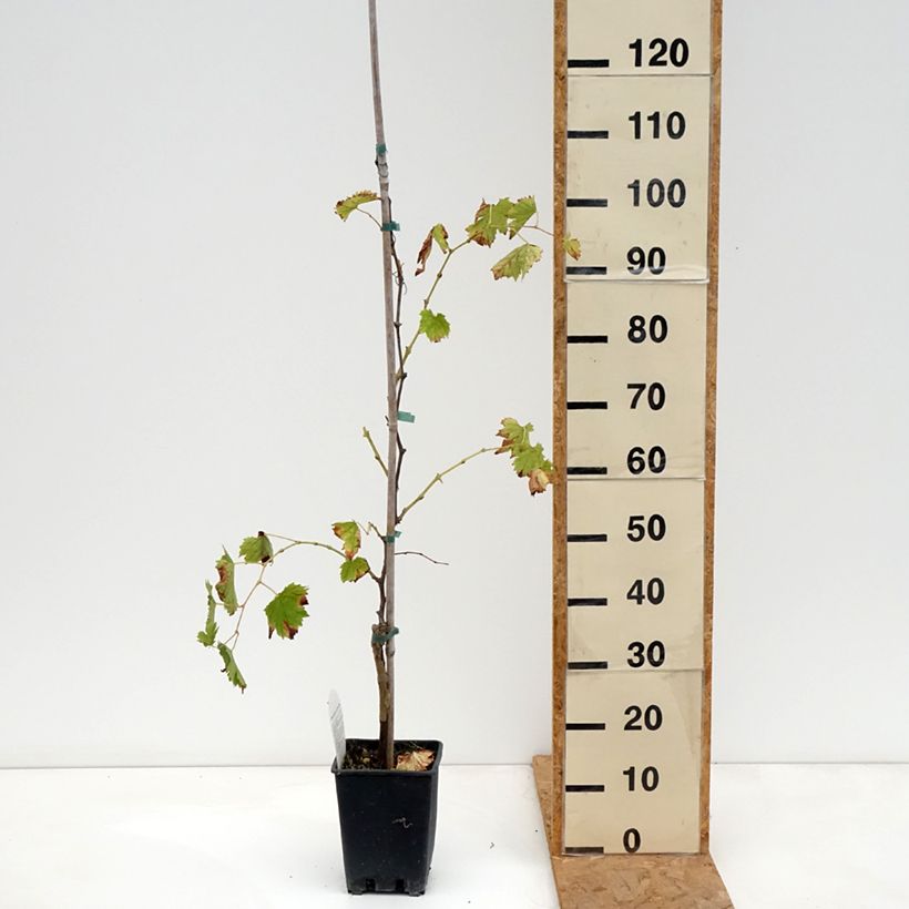 Vitis vinifera Moscato Monregalese - Grapevine 1.5L/2L pot sample as delivered in autumn