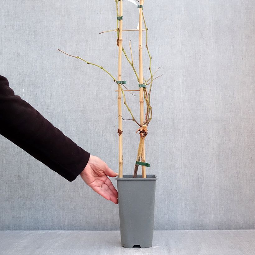 Vitis vinifera Muscat Rouge De Madere - Grape vine 2L/3L pot sample as delivered in autumn