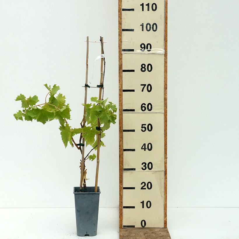 Vitis vinifera Muscat Rouge De Madere - Grape vine 2L/3L pot sample as delivered in summer