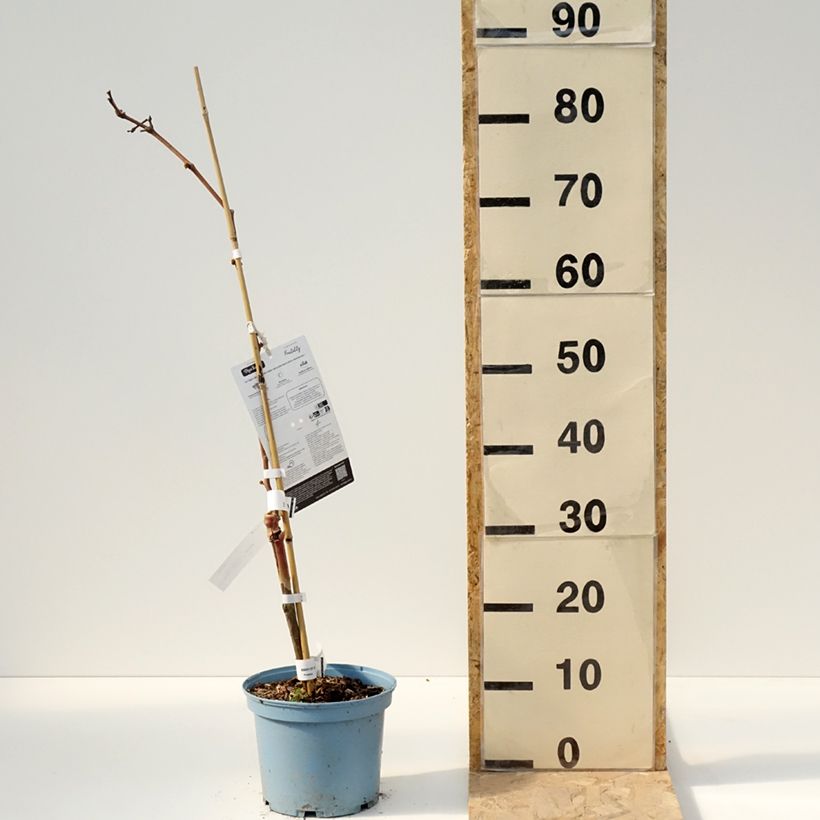 Vitis Nathy-Sauvignac Vign'Happy Fruitality - Grapevine 3L/4L pot sample as delivered in spring