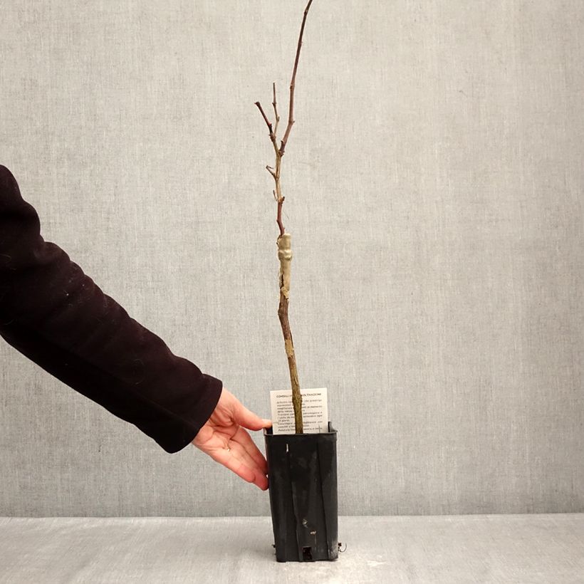 Vitis vinifera Nebbiolo - Grape vine 1.5L/2L pot sample as delivered in winter