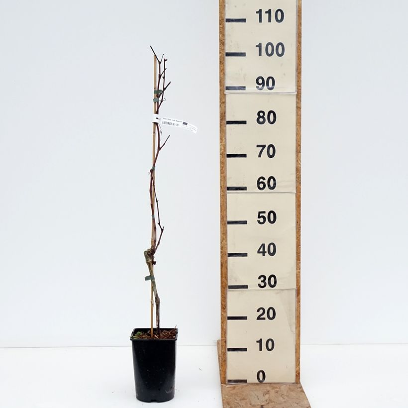 Vitis vinifera New York Muscat - Grapevine 2L/3L pot sample as delivered in winter