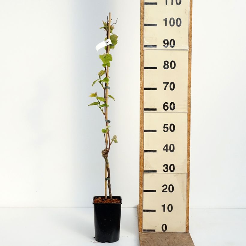 Vitis vinifera New York Muscat - Grapevine 2L/3L pot sample as delivered in spring