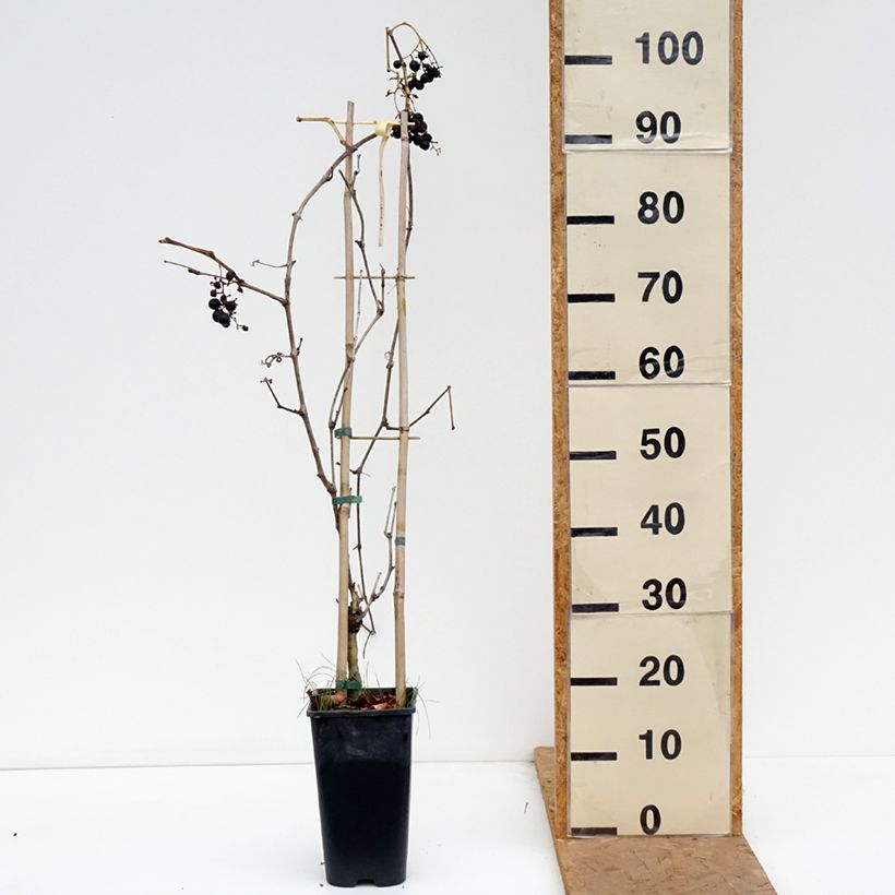 Vitis vinifera Petit Verdot - Grape vine 2L/3L pot sample as delivered in autumn