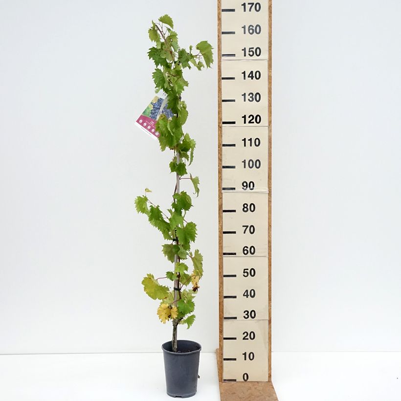 Vitis vinifera Philipp - Grape Vine 4L/5L pot sample as delivered in autumn