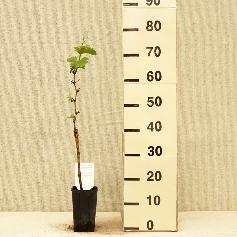 Vitis vinifera Pinot Noir - Grape Vine 1L/1.5L pot sample as delivered in spring