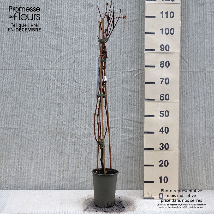 Vitis vinifera Regent 2L/3L pot sample as delivered in winter