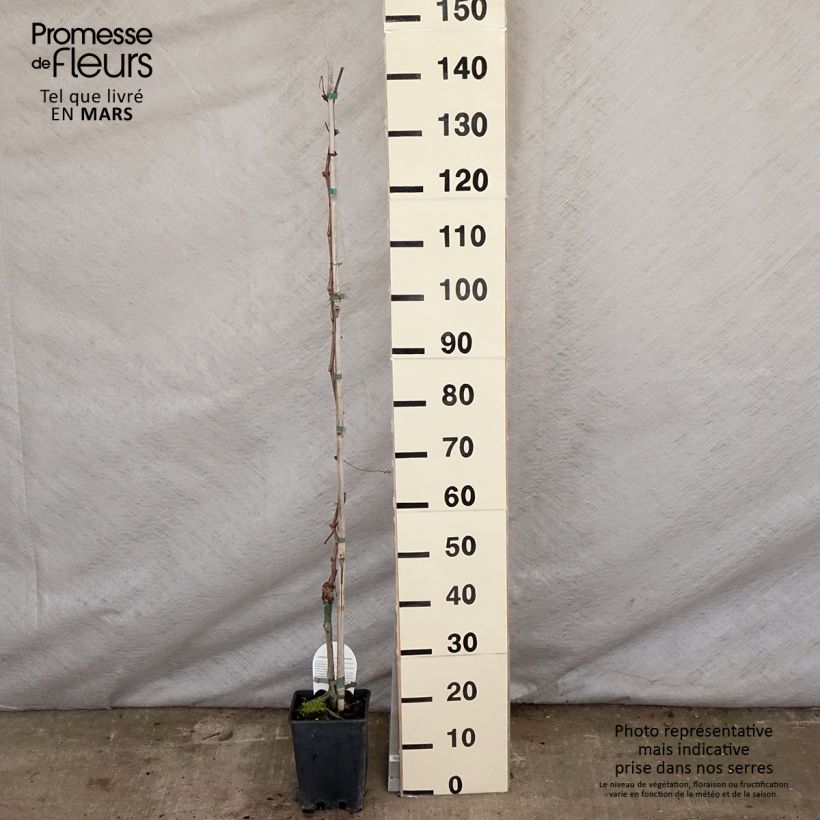 Vitis vinifera Aperina rossa - Seedless Grape vine 3L/4L pot sample as delivered in spring