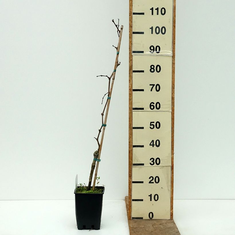 Vitis vinifera Ametista - Grape vine 1.5L/2L pot sample as delivered in autumn