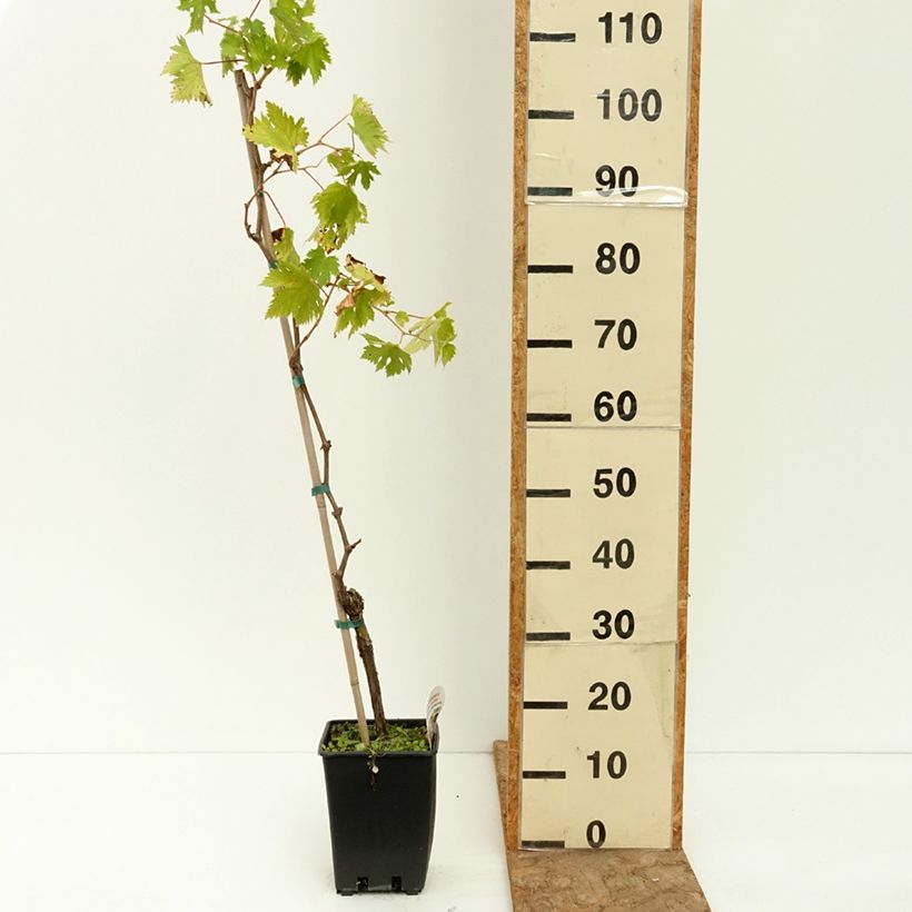 Vitis vinifera Ametista - Grape vine 1.5L/2L pot sample as delivered in summer