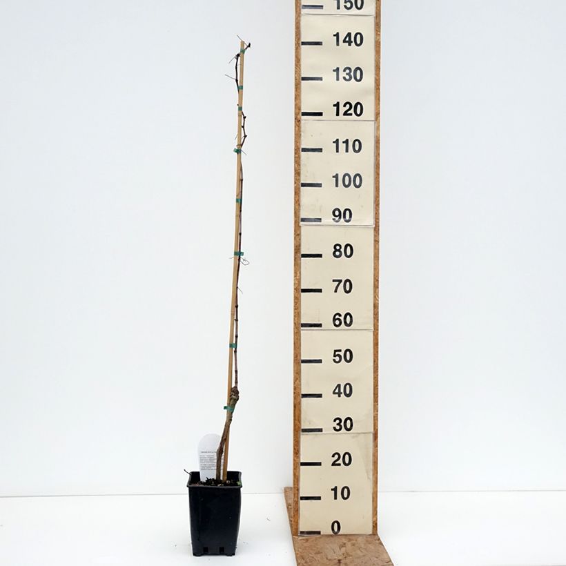 Vitis vinifera Ametista - Grape vine 1.5L/2L pot sample as delivered in winter