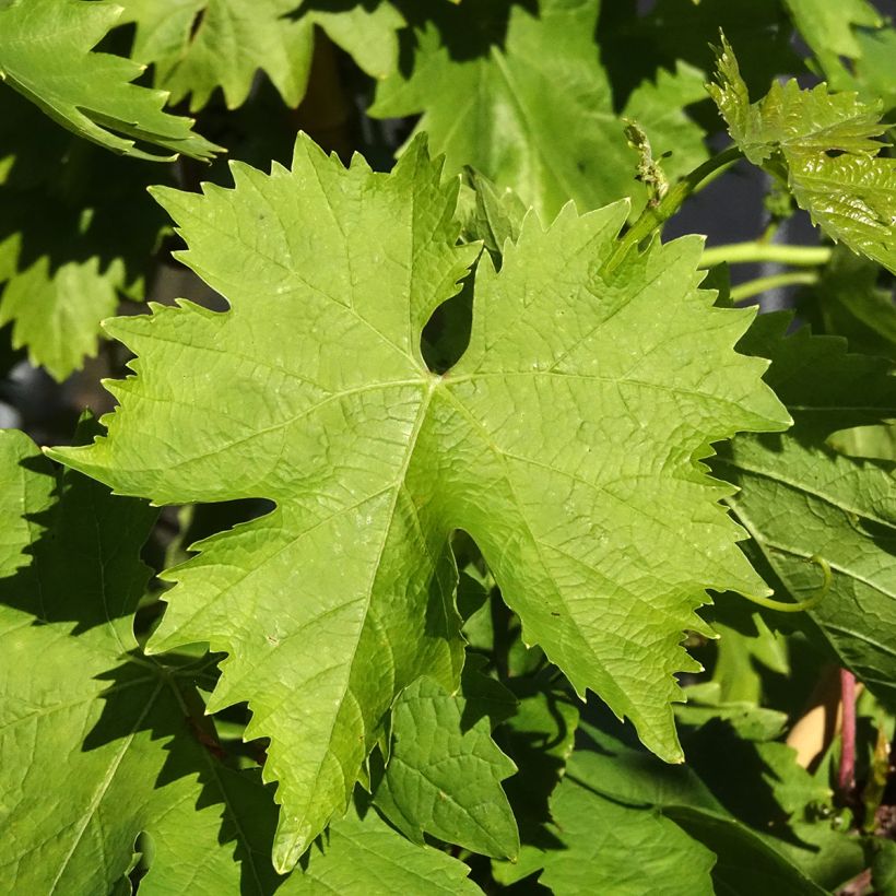 Vitis vinifera Aperina bianca - Grape vine (Foliage)