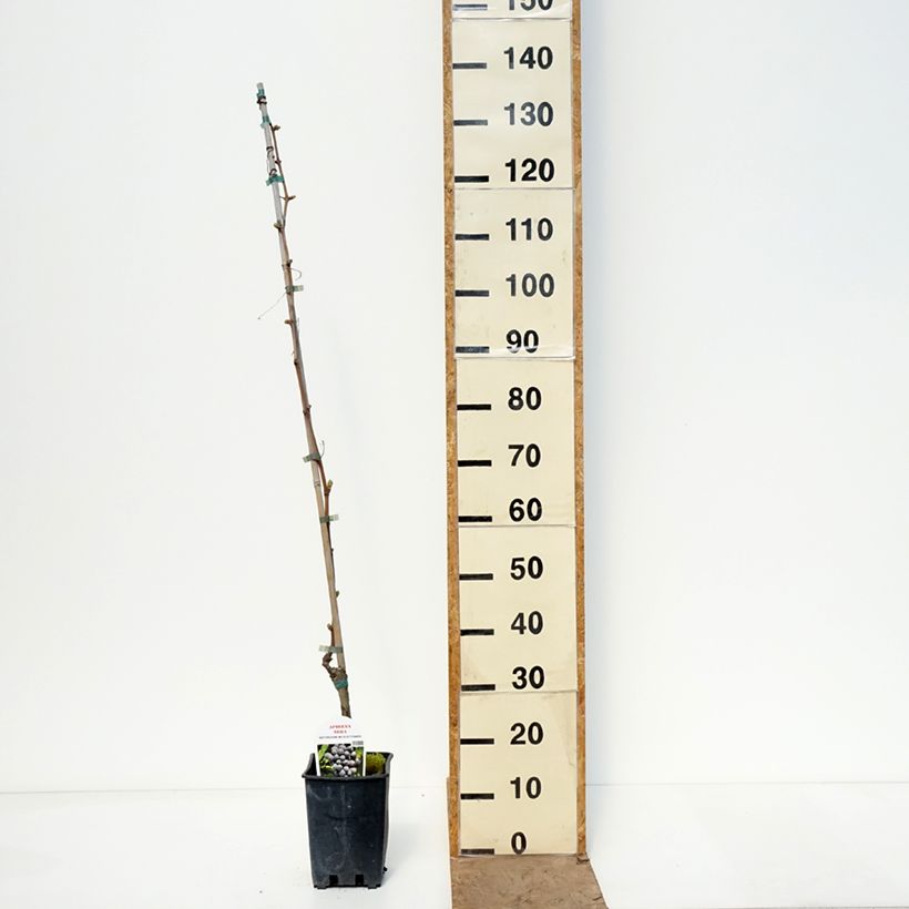 Vitis vinifera Aperina Nera - Seedless Grape vine 1.5L/2L pot sample as delivered in spring