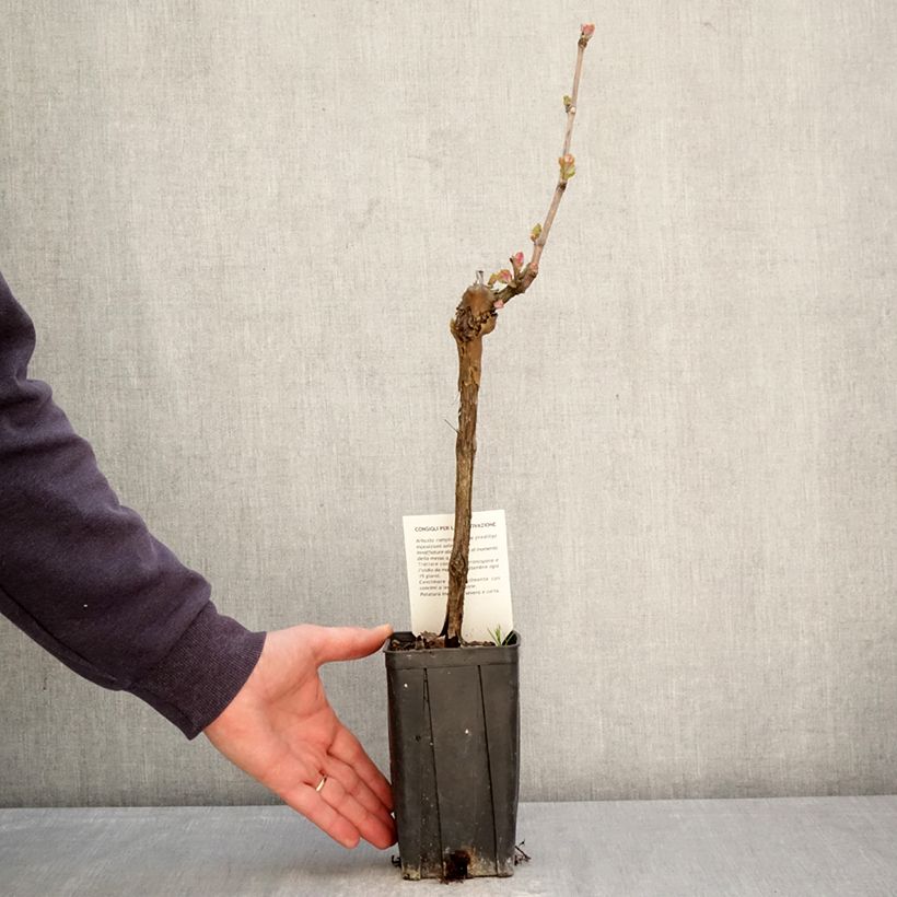 Vitis vinifera Sauvignon Blanc - Grape Vine 1L/1.5L pot sample as delivered in spring