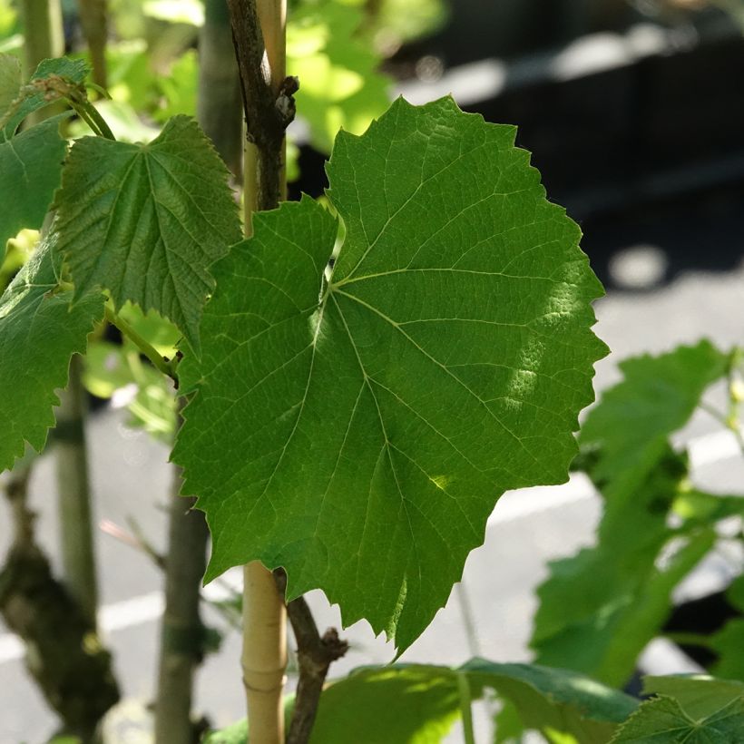 Vitis vinifera Smeralda - Grapevine (Foliage)