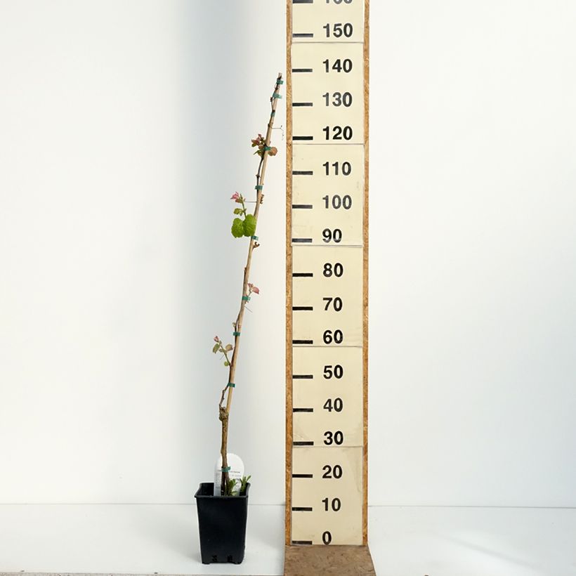 Vitis vinifera Smeralda - Grapevine 1.5L/2L pot sample as delivered in spring