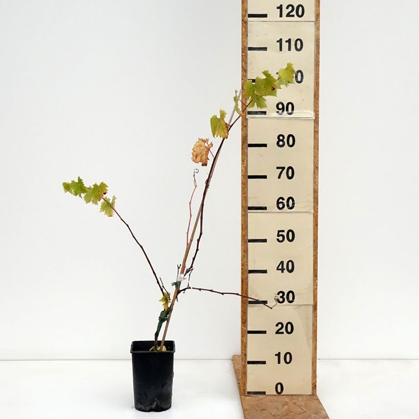 Vitis vinifera Solara - Grape vine 2L/3L pot sample as delivered in autumn