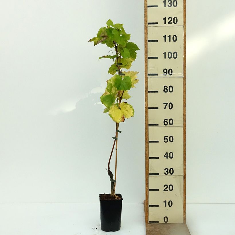 Vitis vinifera Solaris - Grapevine 2L/3L pot sample as delivered in autumn
