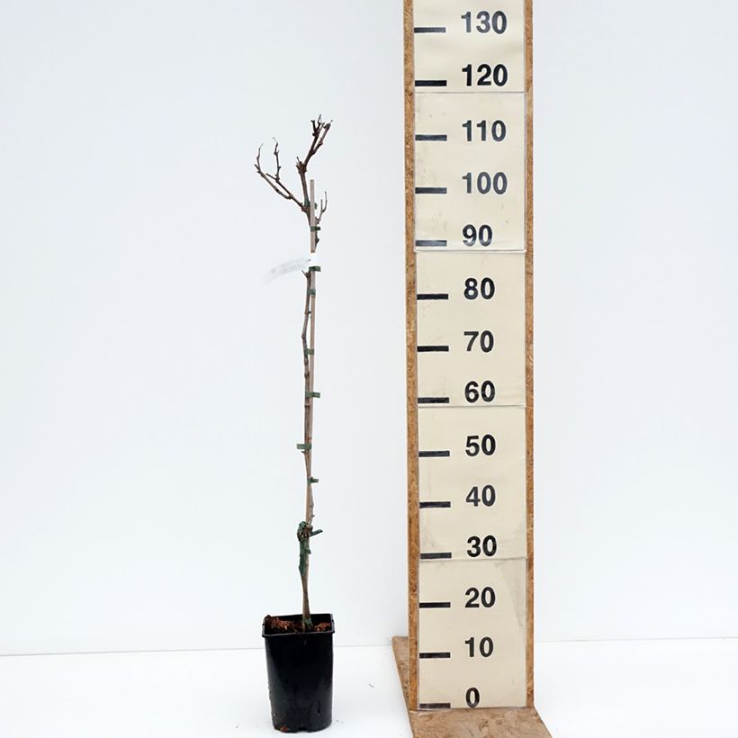 Vitis vinifera Solaris - Grapevine 2L/3L pot sample as delivered in winter