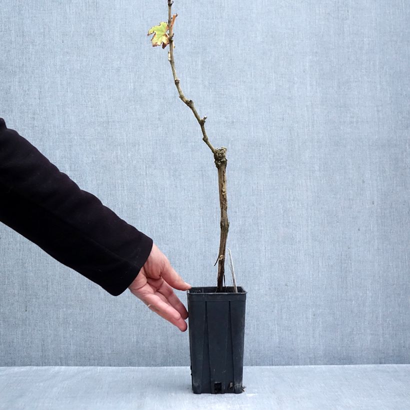 Vitis vinifera Timorasso - Grapevine 1.5L/2L pot sample as delivered in autumn