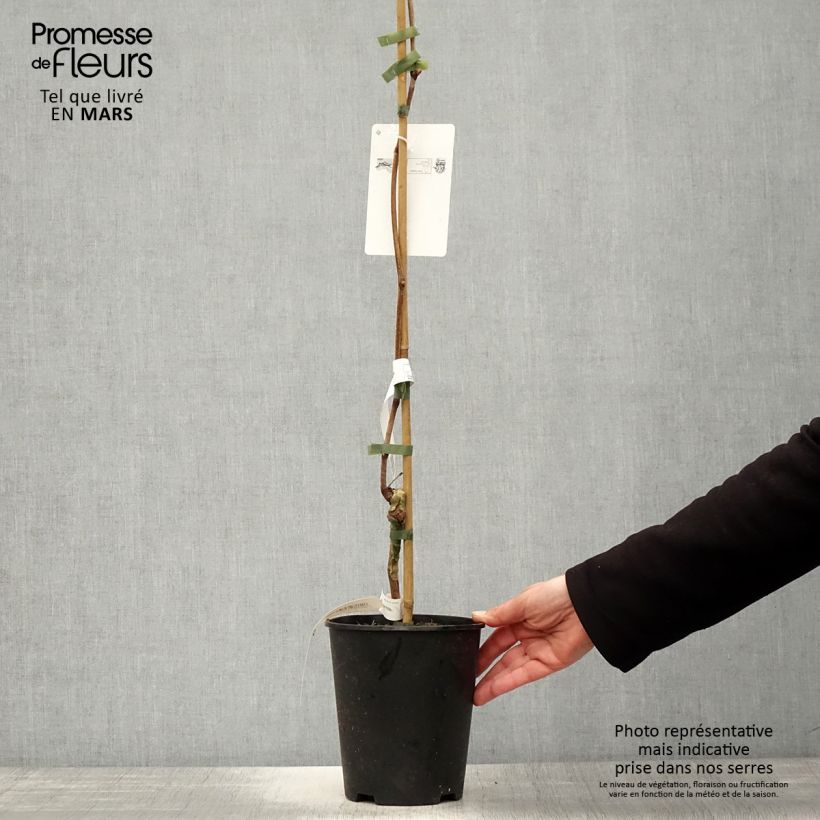 Vitis vinifera Venus - Grape Vine 1.5L/2L pot sample as delivered in spring