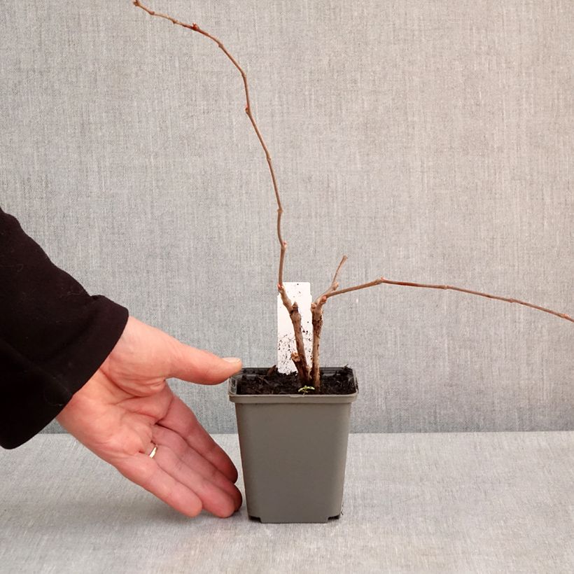 Parthenocissus quinquefolia Engelmannii - Virginia Creeper 8/9 cm pot sample as delivered in spring